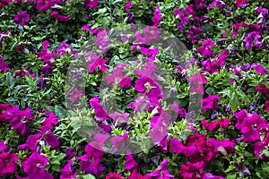 Petunia flowers on a flower bed close-up