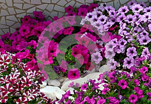 Petunia flowers on a flower bed in summer garden.Bright colorful petunias floral background. photo