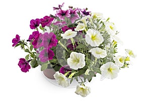 Petunia flowers in flower pot