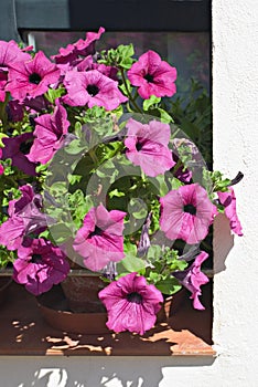 Petunia flowers in full bloom