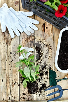 Petunia flowers and gardening tools on wooden background