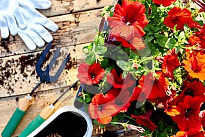 Petunia flowers and gardening tools on wooden background