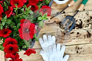 Petunia flowers and gardening tools on wooden background.