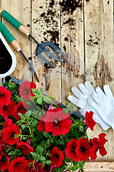 Petunia flowers and gardening tools on wooden background.