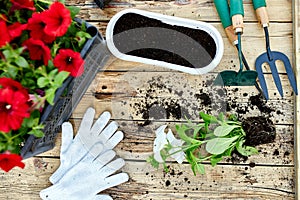 Petunia flowers and gardening tools on wooden background