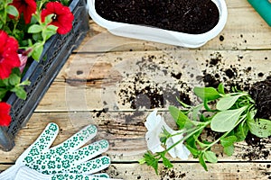 Petunia flowers and gardening tools on wooden background