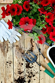 Petunia flowers and gardening tools on wooden background