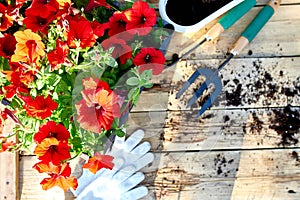 Petunia flowers and gardening tools on wooden background