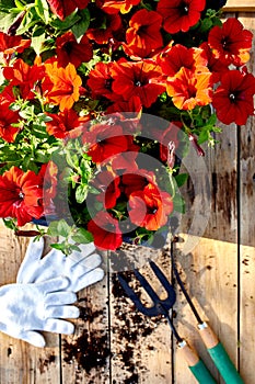 Petunia flowers and gardening tools on wooden background