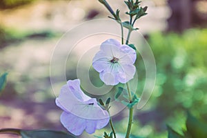 petunia flowers and gardens vegetation photo