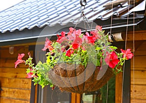 Petunia Flowers In Hanging Flower Pot basket