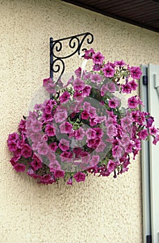 PETUNIA FLOWERS AT HOUSE FRONTAGE photo