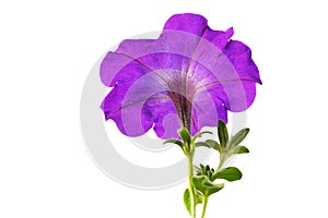 Petunia flowers isolate on white background