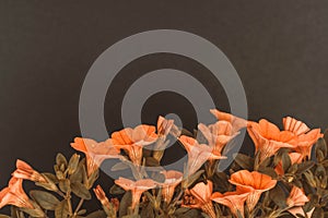 Petunia flowers isolated black background