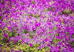 Petunia flowers and lantern in park