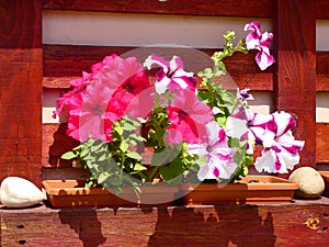 petunia flowers planted in pallet decoration