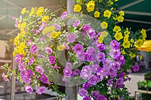 Petunia flowers in pot hanging outdoors in market