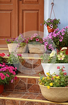 Petunia flowers in pots on steps near front door