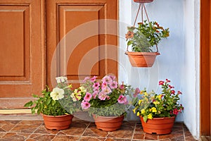 Petunia flowers in pots on steps near front door