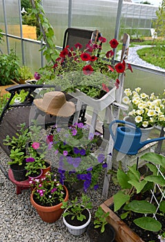 Petunia flowers in pots with watering can and chair in greenhouse