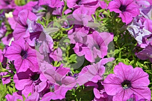 Petunia flowers are trailing petunia with pale purple, lilac petals and dark purple veins. Summer flowers