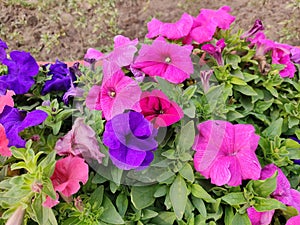 Petunia Flowers Wallpaper. Beautiful Pink and Blue  coloured