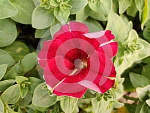 Petunia Flowers Wallpaper. Beautiful Red Flowers.