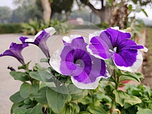 Petunia Flowers Wallpaper. Blue and white Flowers.