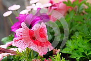 Petunia in the garden. Flowers of annual petunias family Solanaceae blooming in massed garden. Summer bloom