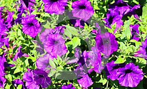 Petunia is a genus in the family Solanaceae, subfamily Petunioideae.