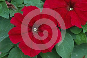 Petunia grandiflora Donna Scarlet photo