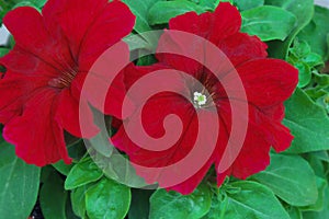 Petunia grandiflora Donna Scarlet photo