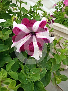 Petunia grandiflora garden best of the best