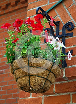 Petunia hanging cache-pot