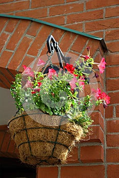 Petunia hanging cache-pot