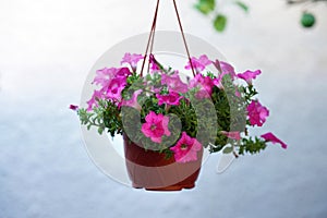 petunia in a hanging pot on a white background