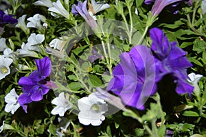 Petunia hibrida in two colors