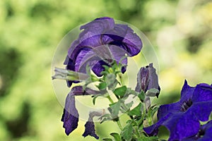 Petunia hybrida garden petunia flowers, purple and blue. Selective focus.