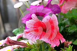 Petunia hybrida. Mixed petunia flowers. Beautiful petunia flower wallpapert, spring time. Macro images