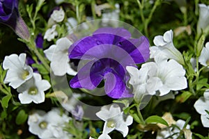 Petunia hybrida in two colors