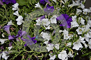 Petunia hybrida in two colors