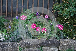 Petunia and lavender flowers bloom in July in the park. Berlin, Germany