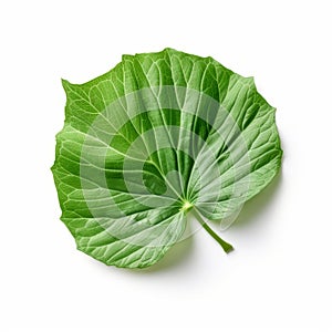 Petunia Leaf On White Background: Frogcore Style With Raw Texture And Accurate Details