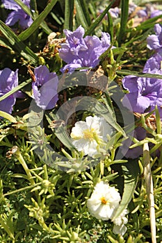 Petunia moss rose 
