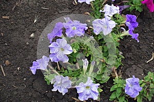 Petunia with numerous violet flowers