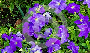 Petunia is one of the flowering plants of South American origin. This is the name of the French national name, the word petun,