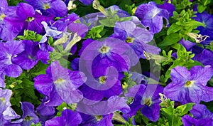 Petunia is one of the flowering plants of South American origin. This is the name of the French national name, the word petun,