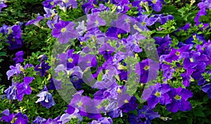 Petunia is one of the flowering plants of South American origin. This is the name of the French national name, the word petun,