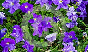 Petunia is one of the flowering plants of South American origin. This is the name of the French national name, the word petun,