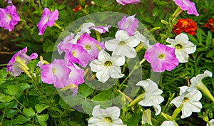 Petunia is one of the flowering plants of South American origin. This is the name of the French national name, the word petun,